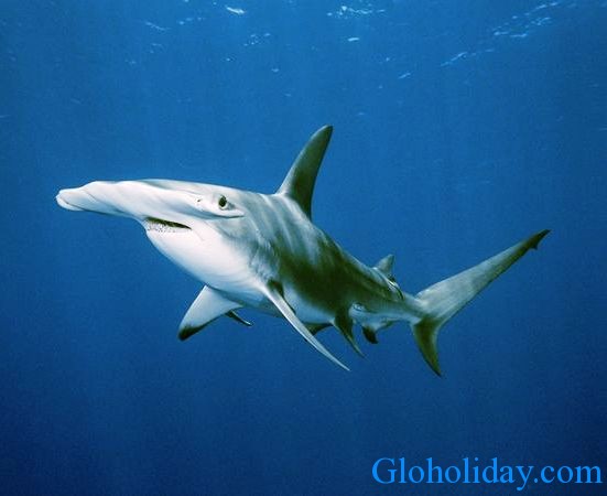 caring shark caring shark